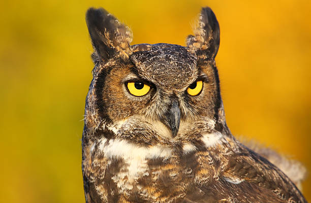 istock Portrait of Great horned owl 521746631