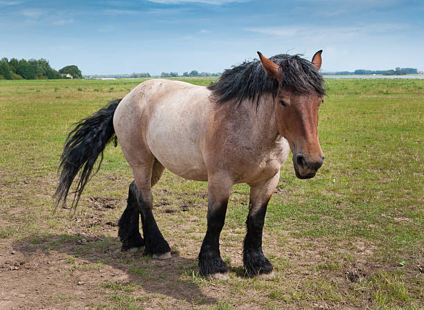 potente caballo belga pie en el campo - belgian horse fotografías e imágenes de stock