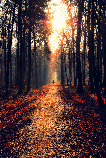 Man walking on a path in a strange dark forest, 
