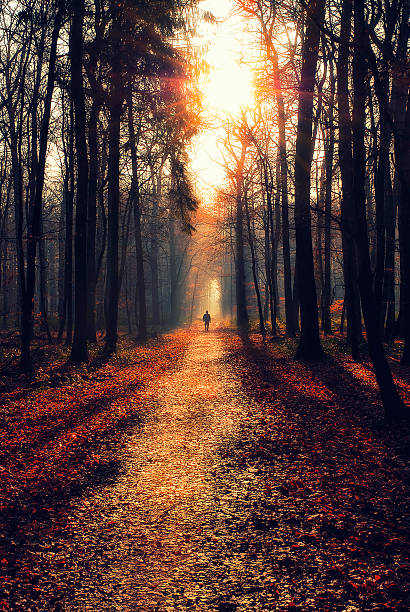 man walking na ścieżkę - morning sun fog autumn zdjęcia i obrazy z banku zdjęć