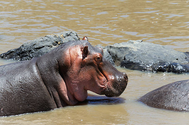 hipopótamo - hippopotamus amphibian sleeping hippo sleeping imagens e fotografias de stock