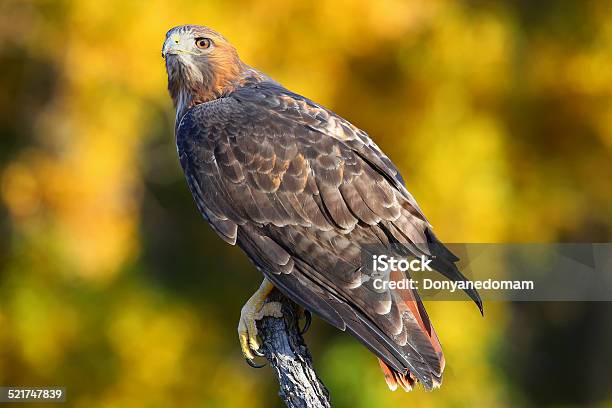 Redtailed Hawk Sitting On A Stick Stock Photo - Download Image Now - Red-tailed Hawk, Animal, Animal Wildlife