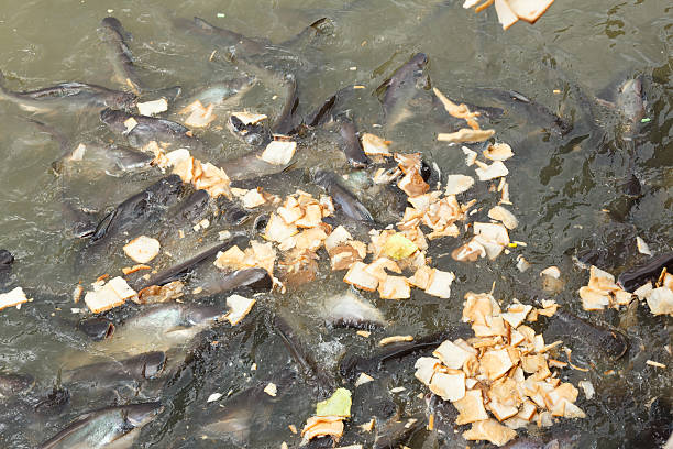 istock Sutchi catfish eating bread in water 521759331