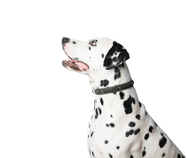 istock Young dalmatian dog in leather collar on white background. 521762725