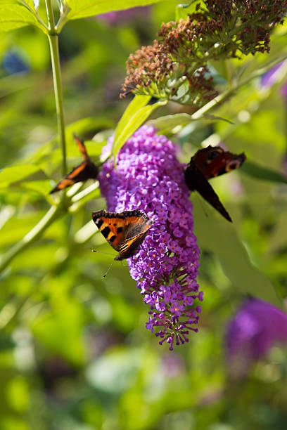 istock Three Tortoiseshell Butterflies feed from a butterfly bush 521762763