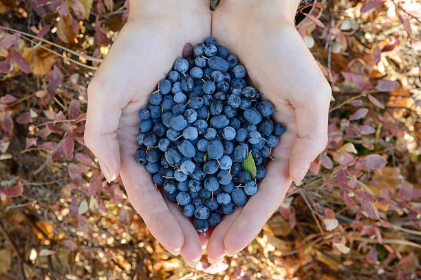 istock wild blueberries and blackberries in the hands of 521762905