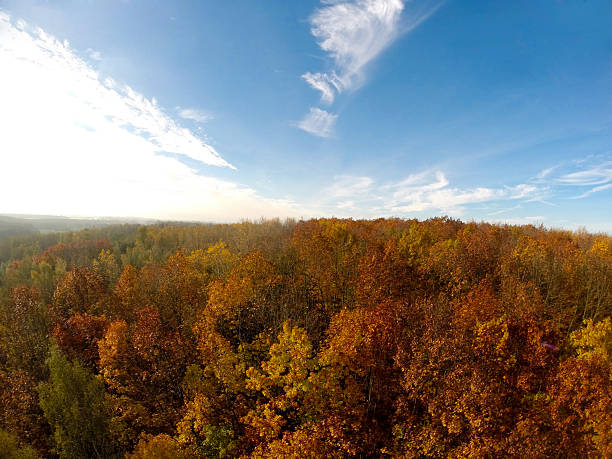 istock Autumn Trees Forest Aerial View 521771635