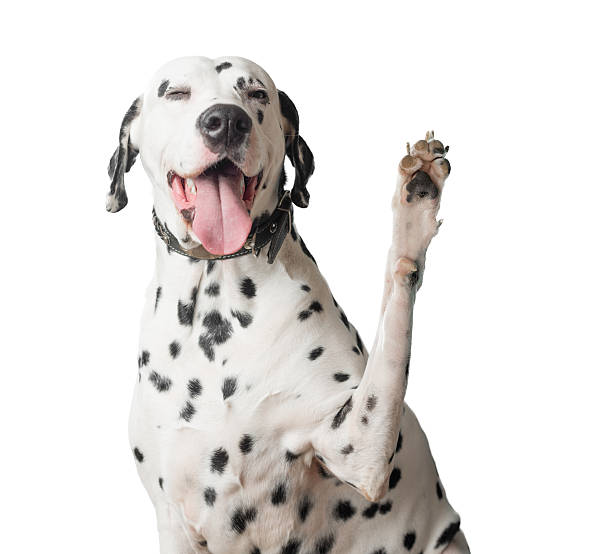 istock Dalmatian with tongue hanging out waves its paw. 521771759