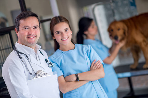 istock Doctors at the vet 521772801