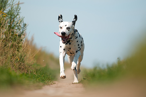 Front View of Exuberant Dalmatian Dog Running on Path Towards Camera