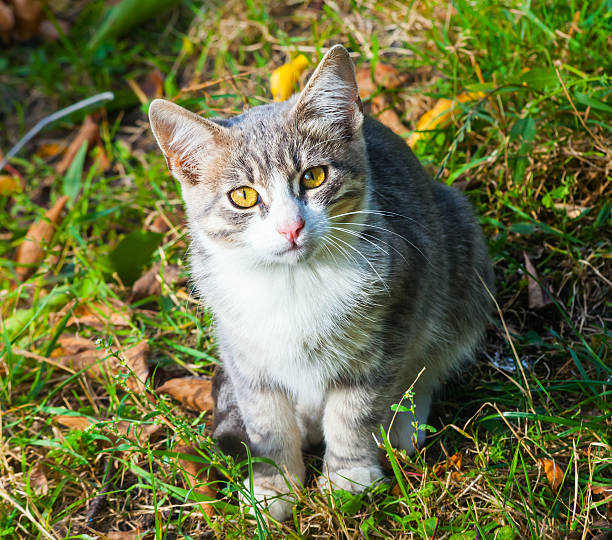 istock little kitten playing on the grass roadside in morning 521774689