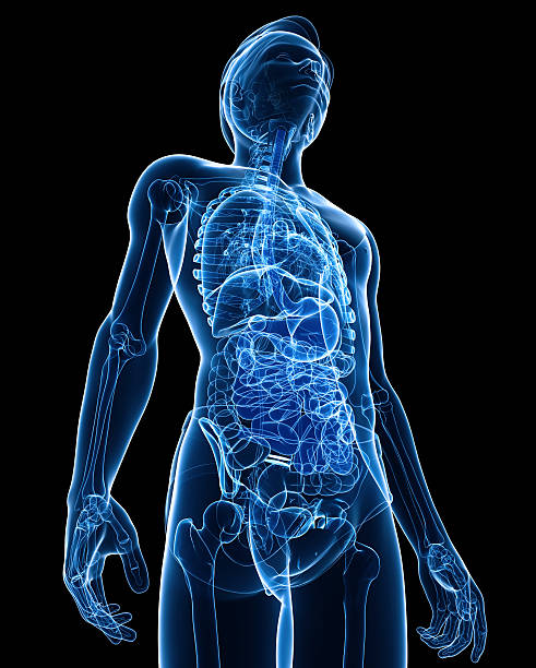 istock Xray digestive system of male body artwork 521775737