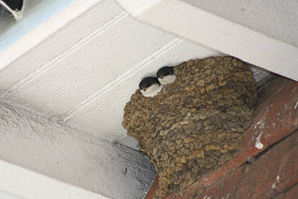 istock Young House Martins in their nest 521775999