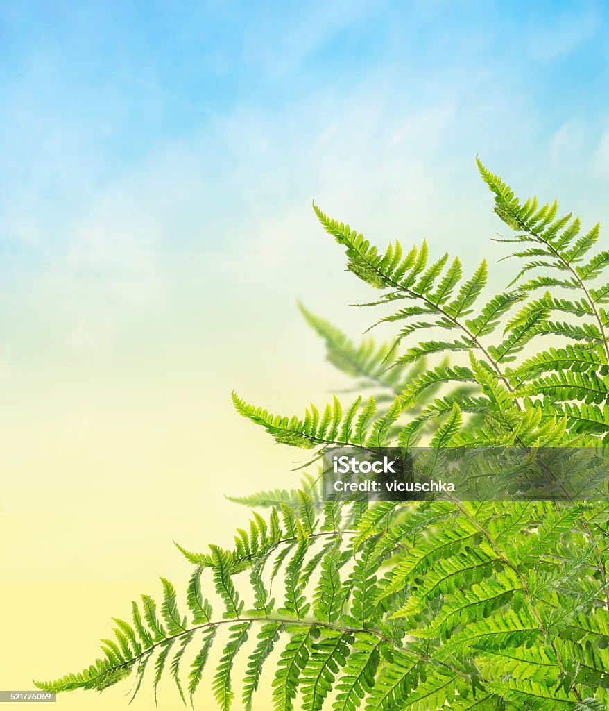 Bunch of fern, corner border, on blue sky background Abstract Stock Photo