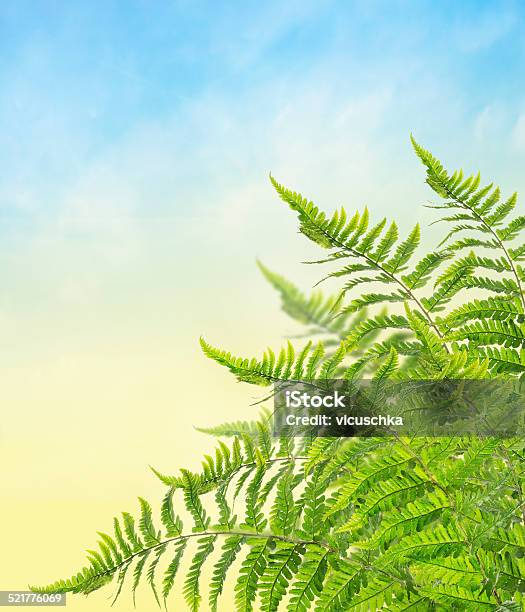 Bunch Of Fern Corner Border On Blue Sky Background Stock Photo - Download Image Now