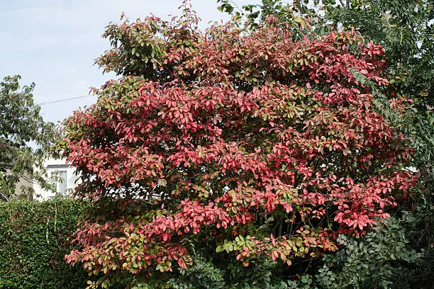 This is a pretty, often understated white-flowered bush with leaves that vary in colour throughout the year. Come the autumn, and its former green and brown leaves turn to flame red / pink. Alternative names for Amelanchier are serviceberry and Juneberry. In the UK it is ornamental and looks attractive in gardens and woodland.