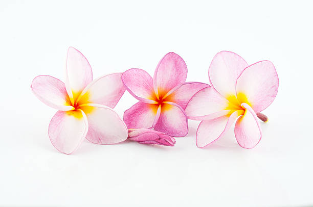 istock Frangipani, Pumeria, Frangipanni, isolated on white background 521778239