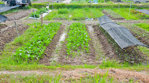 istock Garden fresh vegetables in the home garden. 521779241