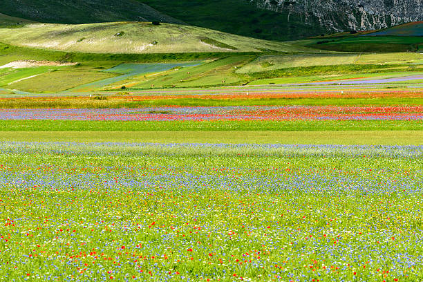 istock Piano Grande di Castelluccio (Italy) 521779245