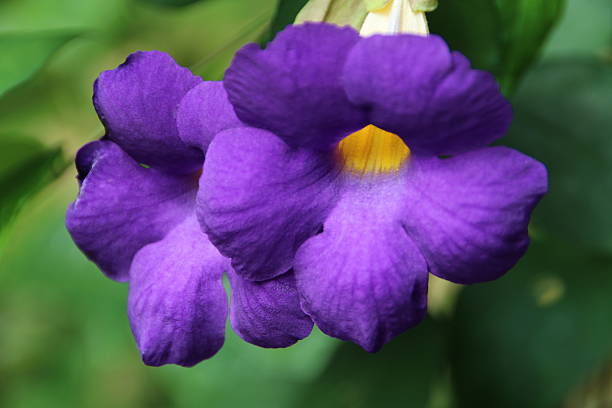 istock beautiful blue flowers 521779329