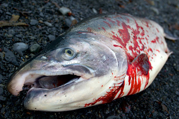 мертвый серебряный лосось с крови, лежал на полу в крупный план - fish catch of fish catching dead animal стоковые фото и изображения