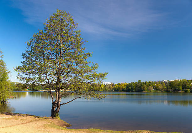 istock alder on the bank 521787275