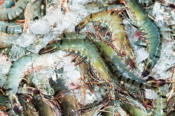 istock Many Black tiger prawn freeze with ice 521787491