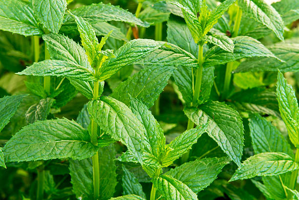 istock peppermint in the garden 521787807