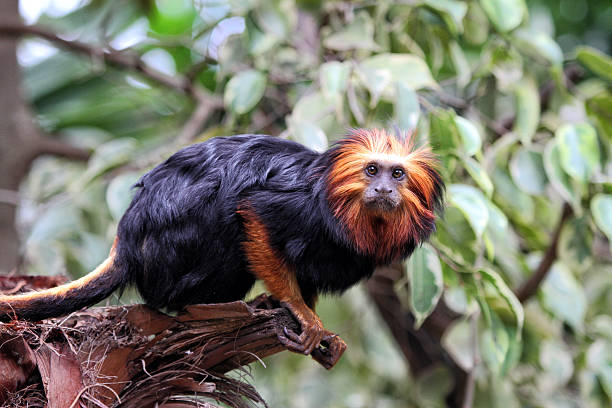 a golden-headed lion tamarin seating on a branch