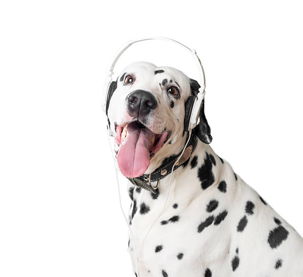ładny dalmatyńczyk w słuchawki i kołnierz. - animal ear audio zdjęcia i obrazy z banku zdjęć