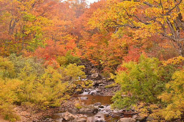 istock Autumn Colors in Ozegahara (Oze Marshhland), Japan 521788949