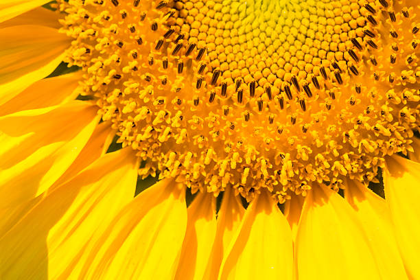 istock closeup of sunflower 521789119