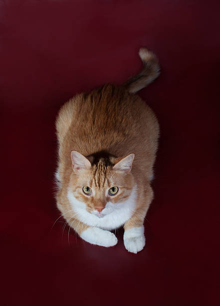 istock Red and white cat lying on burgundy 521789531