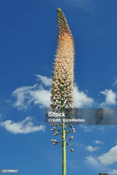 Foxtail Lily Flower Stock Photo - Download Image Now - Aloe, Beauty, Blue