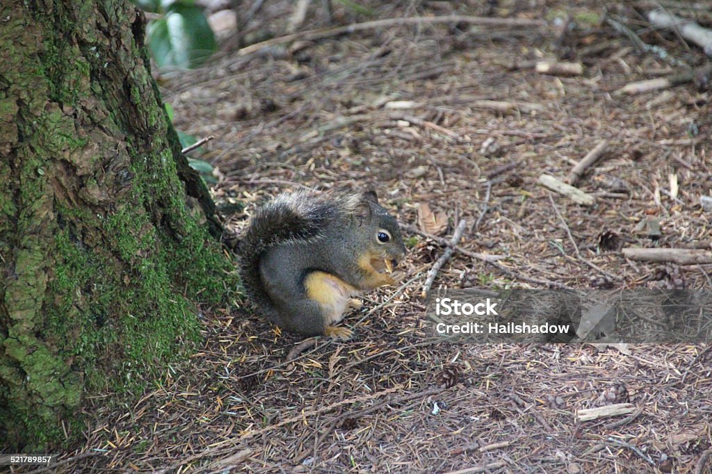 Pine Squirrel Douglas Squirrel (Tamiasciurus douglasii) eating Animal Stock Photo