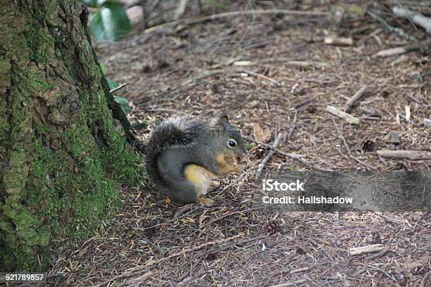 Pine Squirrel Stock Photo - Download Image Now - Animal, Animal Body Part, Animal Eye