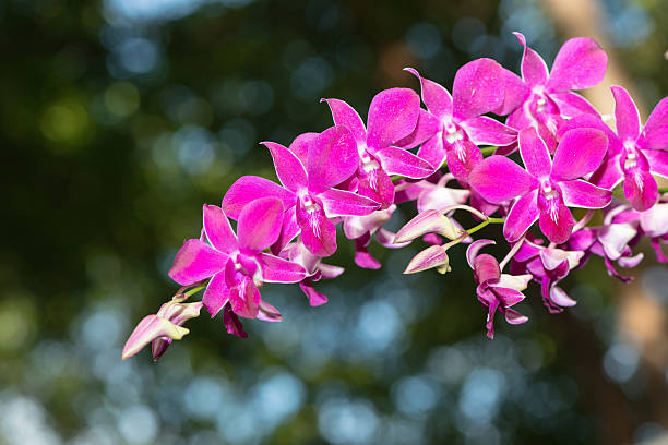 istock pink  hybrid Dendrobium orchid flower 521790223