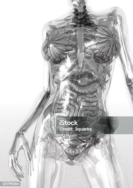 Human Anatomy Stock Photo - Download Image Now - Glass - Material, The Human Body, Three Dimensional