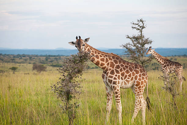 istock Giraffes eating in grasslands 521791391