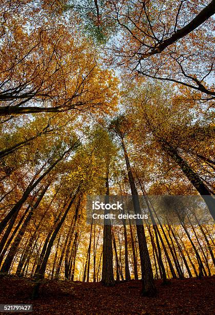 Autumnal Mixed Forest Stock Photo - Download Image Now - Red Beech, Autumn, Autumn Leaf Color