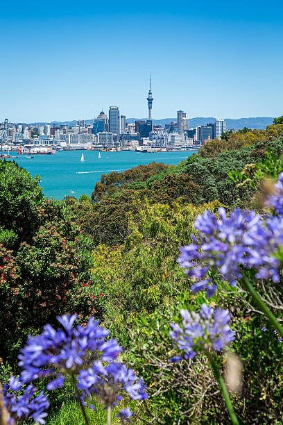 istock City of Auckland View From Devonport 521791877