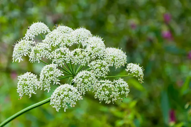 Closeup of flowering Common Hogweed against a blurred natural background
