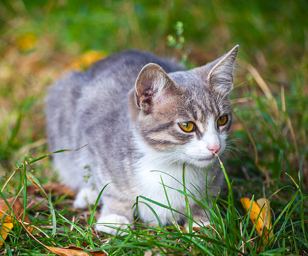 istock little kitten playing on the grass roadside in morning 521792477