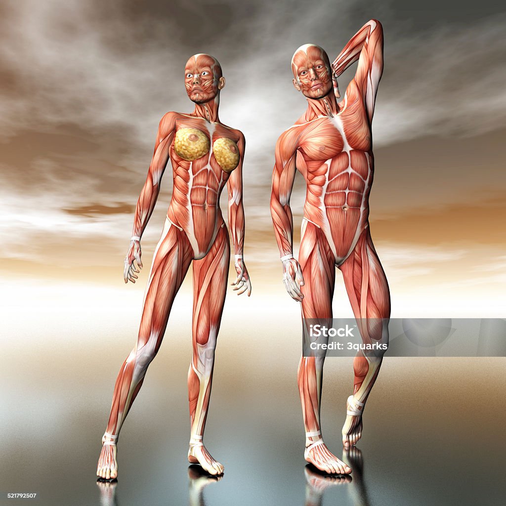 Human Anatomy Digital visualization of human anatomy Abdomen Stock Photo