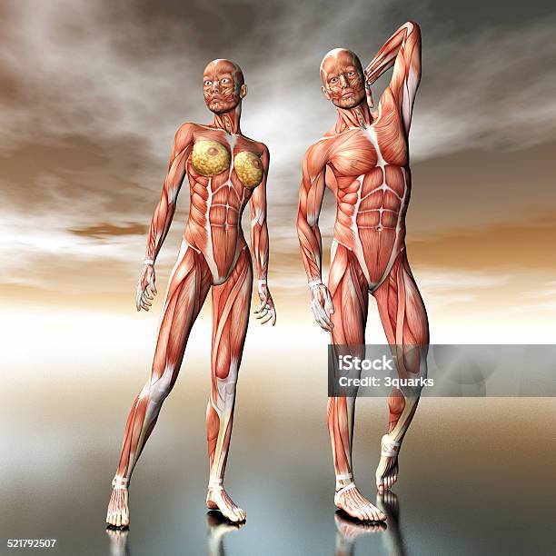 Human Anatomy Stock Photo - Download Image Now - Abdomen, Airplane, Anatomy