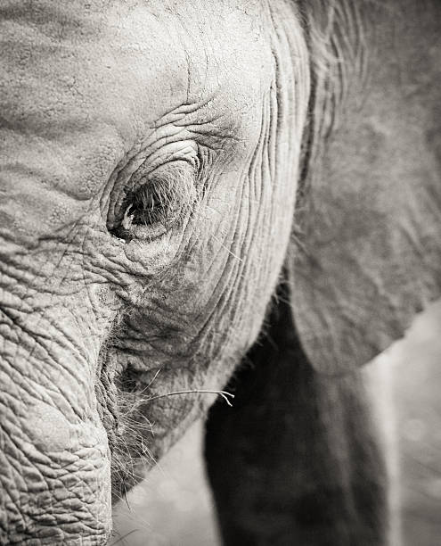 istock Close up of Elephant 521793393
