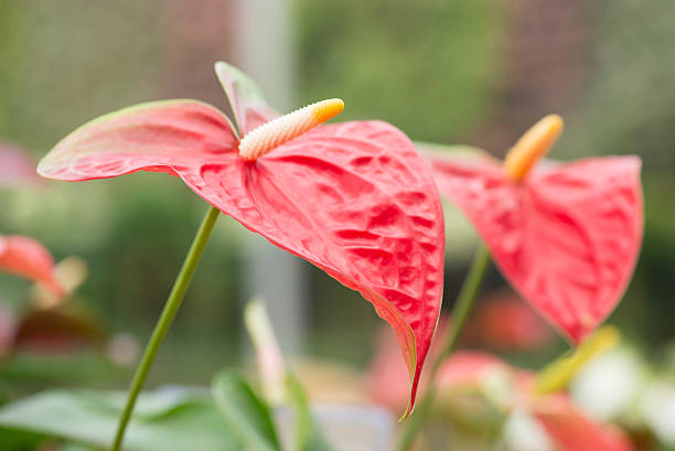 istock Red Anthurium, flamingo flower close up. 521793593