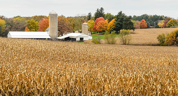 istock Midwestern farmland in autumn 521793725