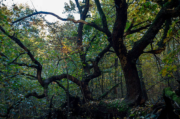 istock Autumn oak in the forest 521793761