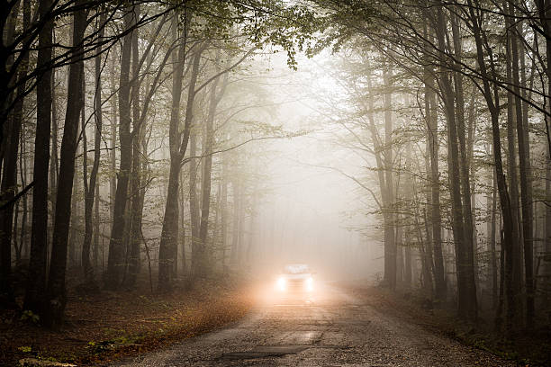 istock Car on the forest road 521794167